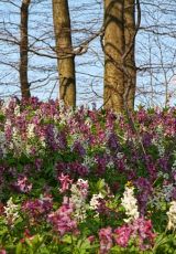 Lerchensporn Kellerwald Loehlbach